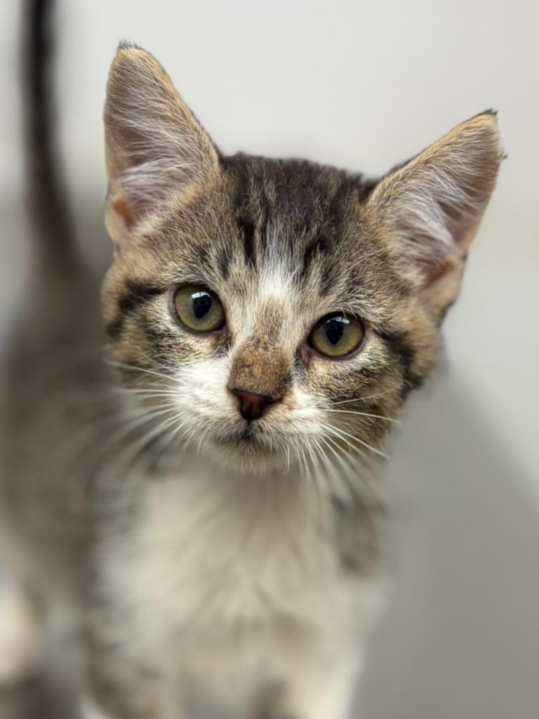 Dunkin', Adoptable, Kitten Male Domestic Short Hair.