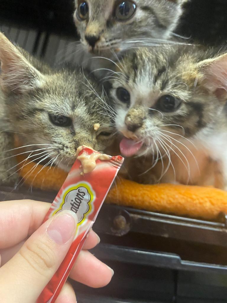 Enlarge Dunkin', a Adoptable mixed breed in Lockhart, TX image 3/3