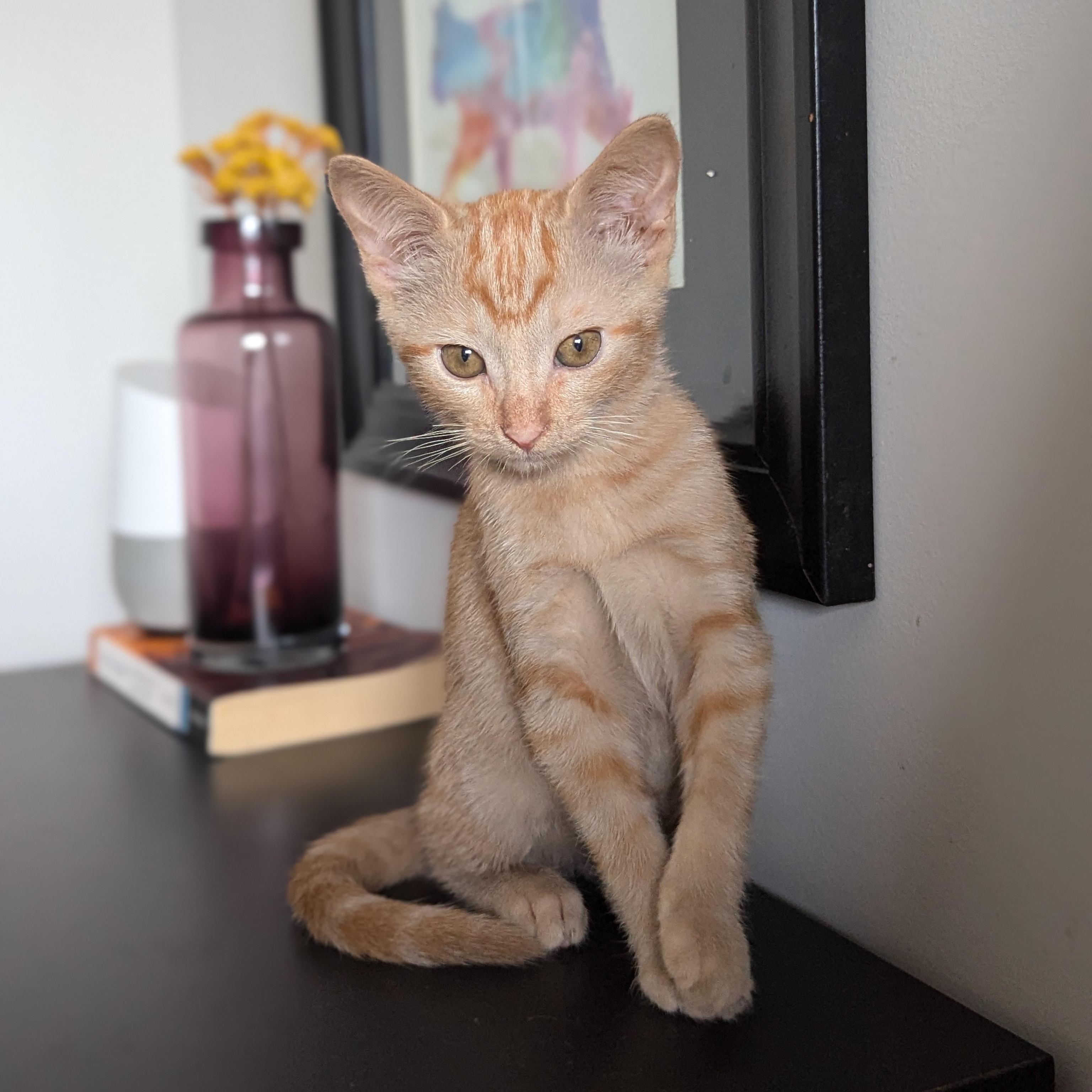 If sass had a face it would be Gingers  and that face would probably be staring judgmentally at yo