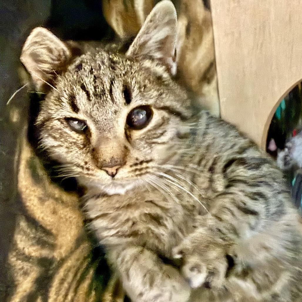 Icee, a Adoptable Domestic Short Hair in Troy, VA image 1/3