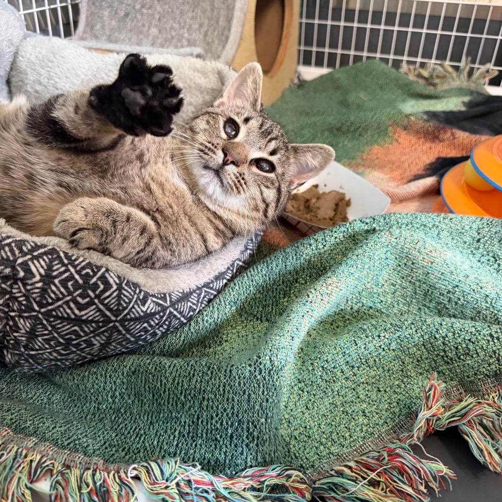 Enlarge Icee, a Adoptable Domestic Short Hair in Troy, VA image 2/6