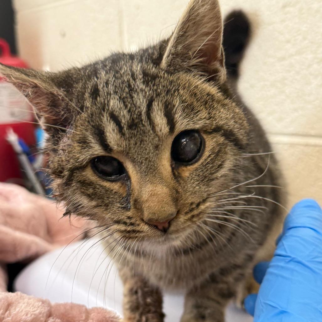 Icee, a Adoptable Domestic Short Hair in Troy, VA image 2/3