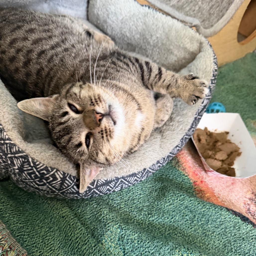 Enlarge Icee, a Adoptable Domestic Short Hair in Troy, VA image 4/6