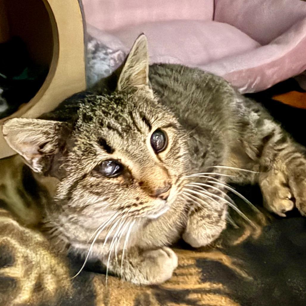 Icee, a Adoptable Domestic Short Hair in Troy, VA image 3/3