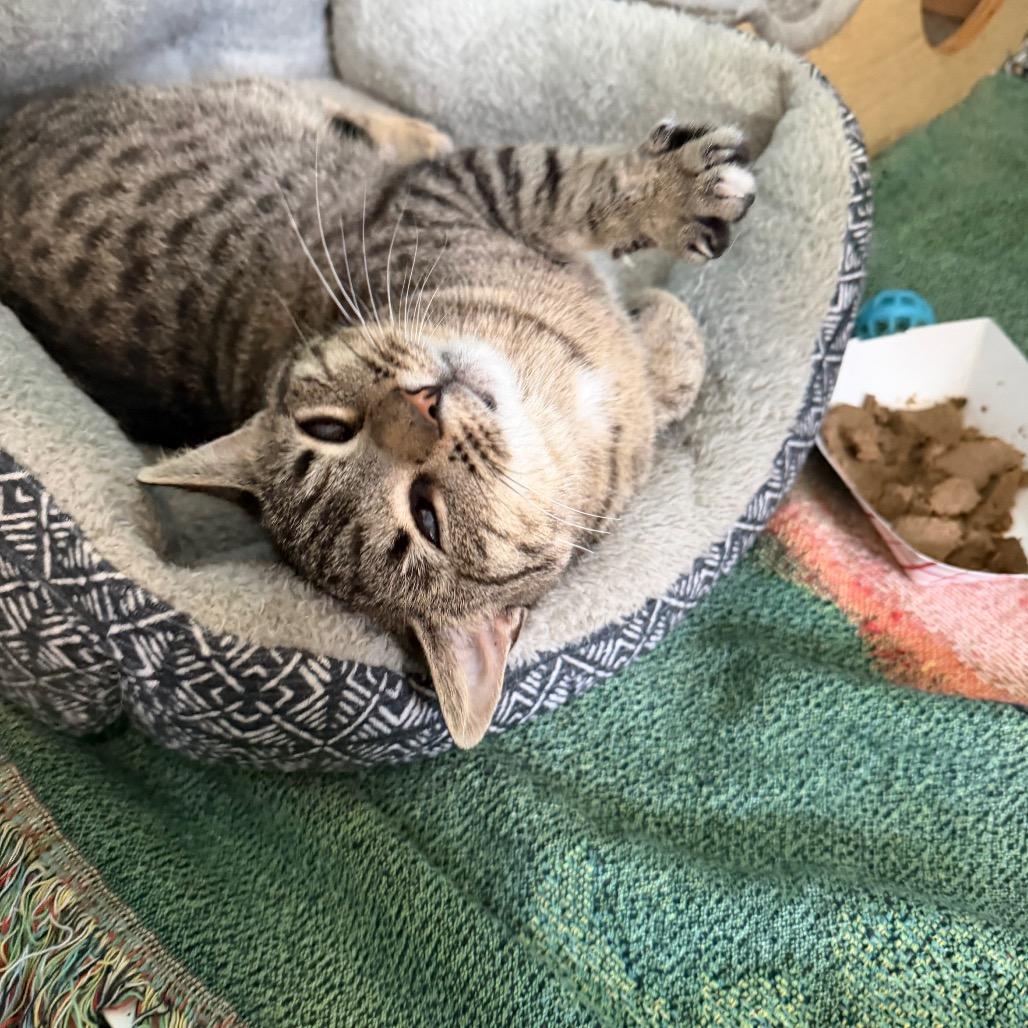 Enlarge Icee, a Adoptable Domestic Short Hair in Troy, VA image 6/6