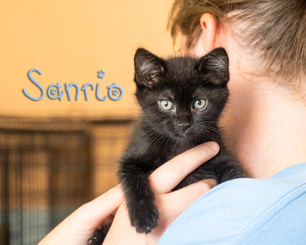 Sanrio, adopted, Kitten Female Domestic Short Hair.