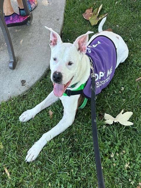 Enlarge LIL MEECHIE, a Adoptable Pit Bull Terrier in Sacramento, CA image 1/1