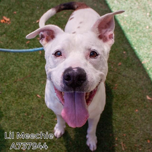 LIL MEECHIE, Adoptable, Senior Male Pit Bull Terrier.