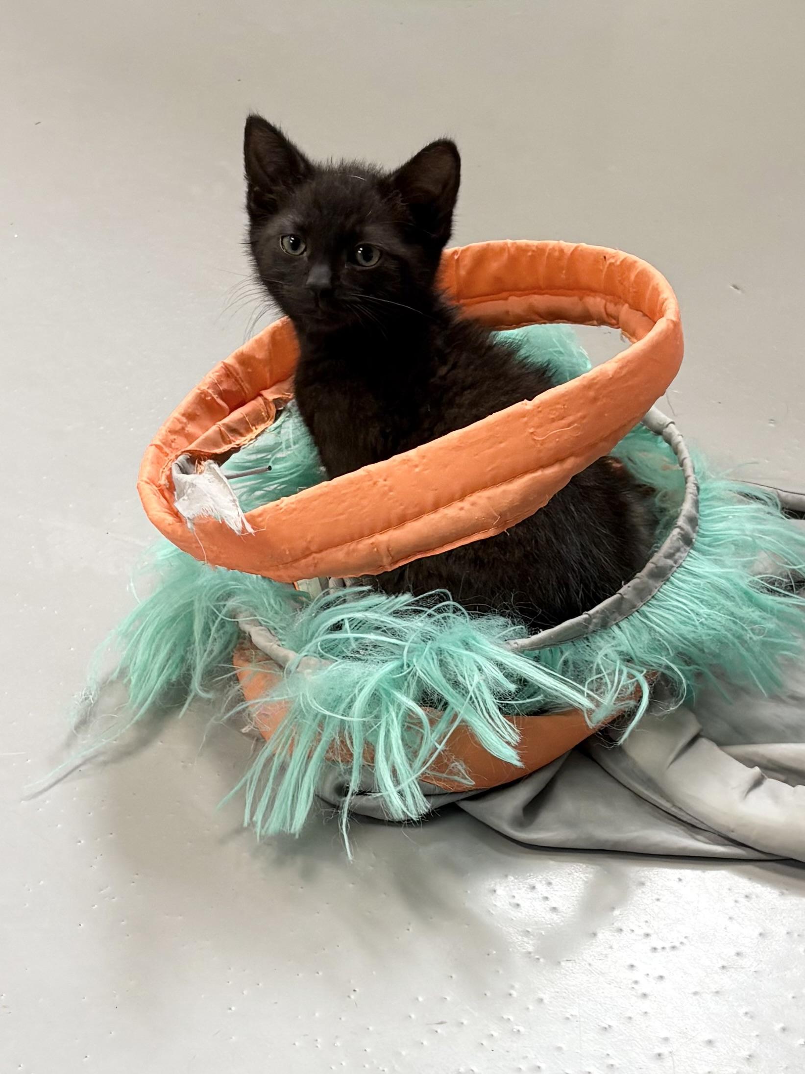 Fife, ADOPTABLE, Kitten Male American Shorthair.