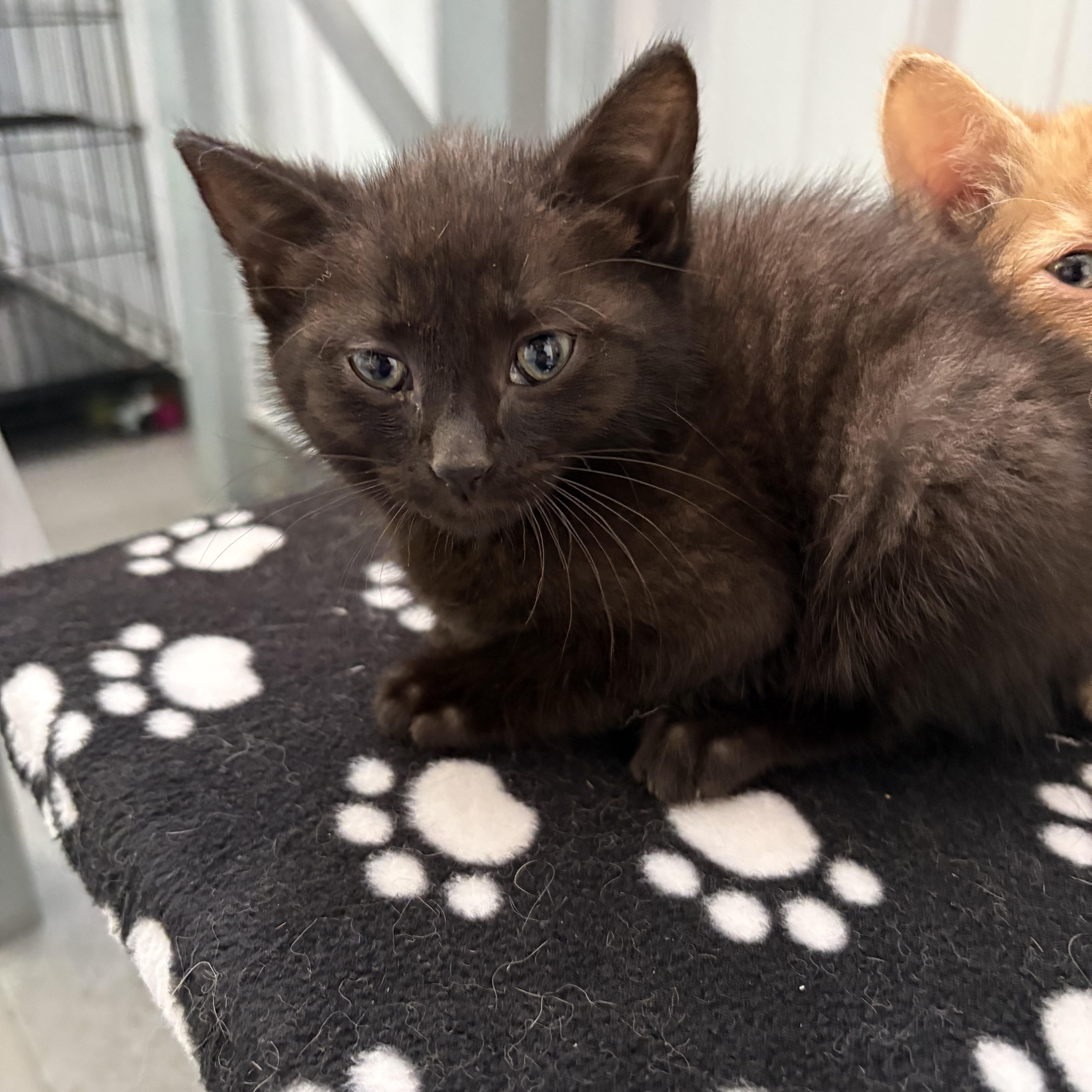 Enlarge Fife, a ADOPTABLE American Shorthair in Big Rapids, MI image 2/2
