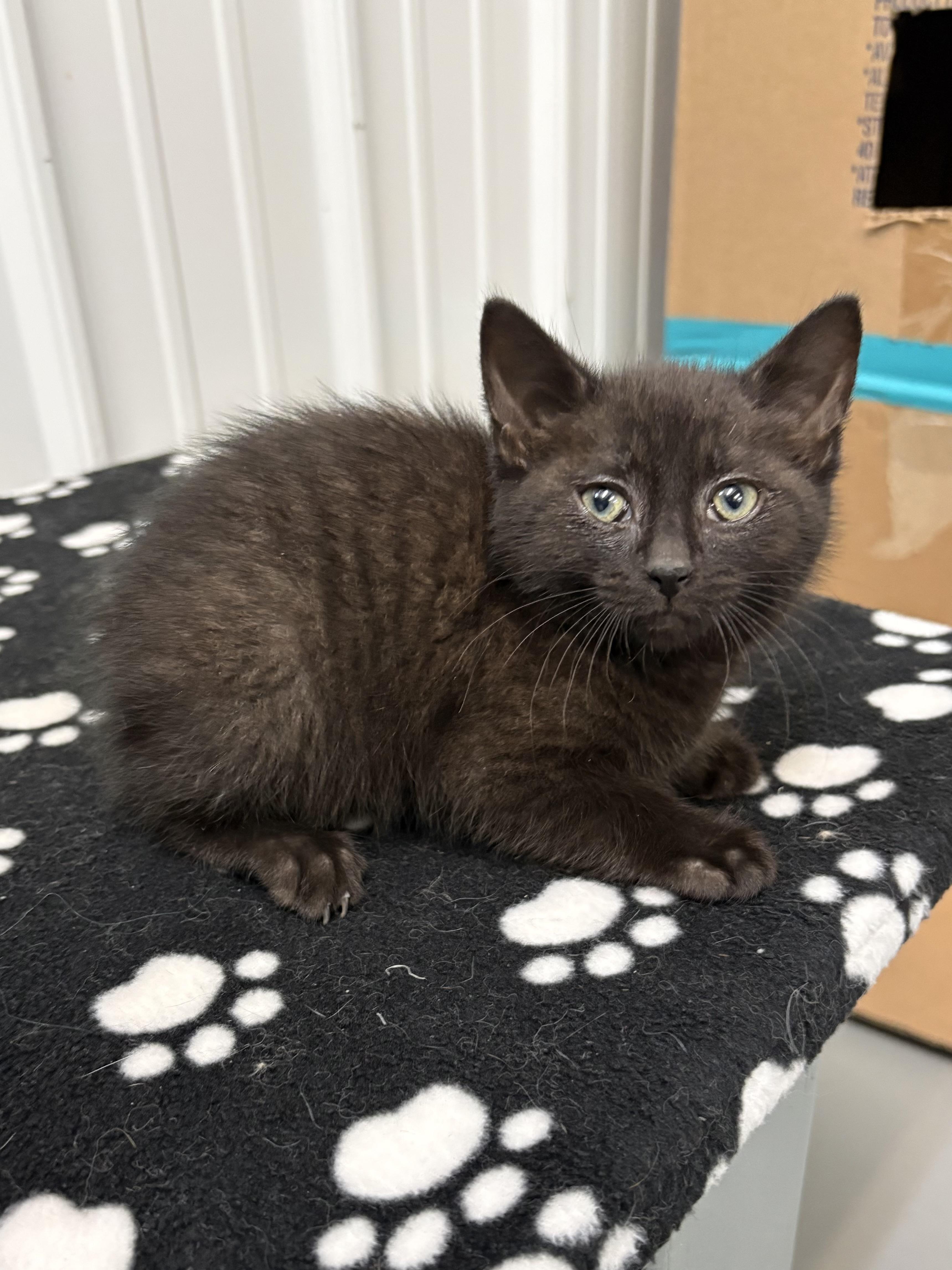 Fife, ADOPTABLE, Kitten Male American Shorthair.