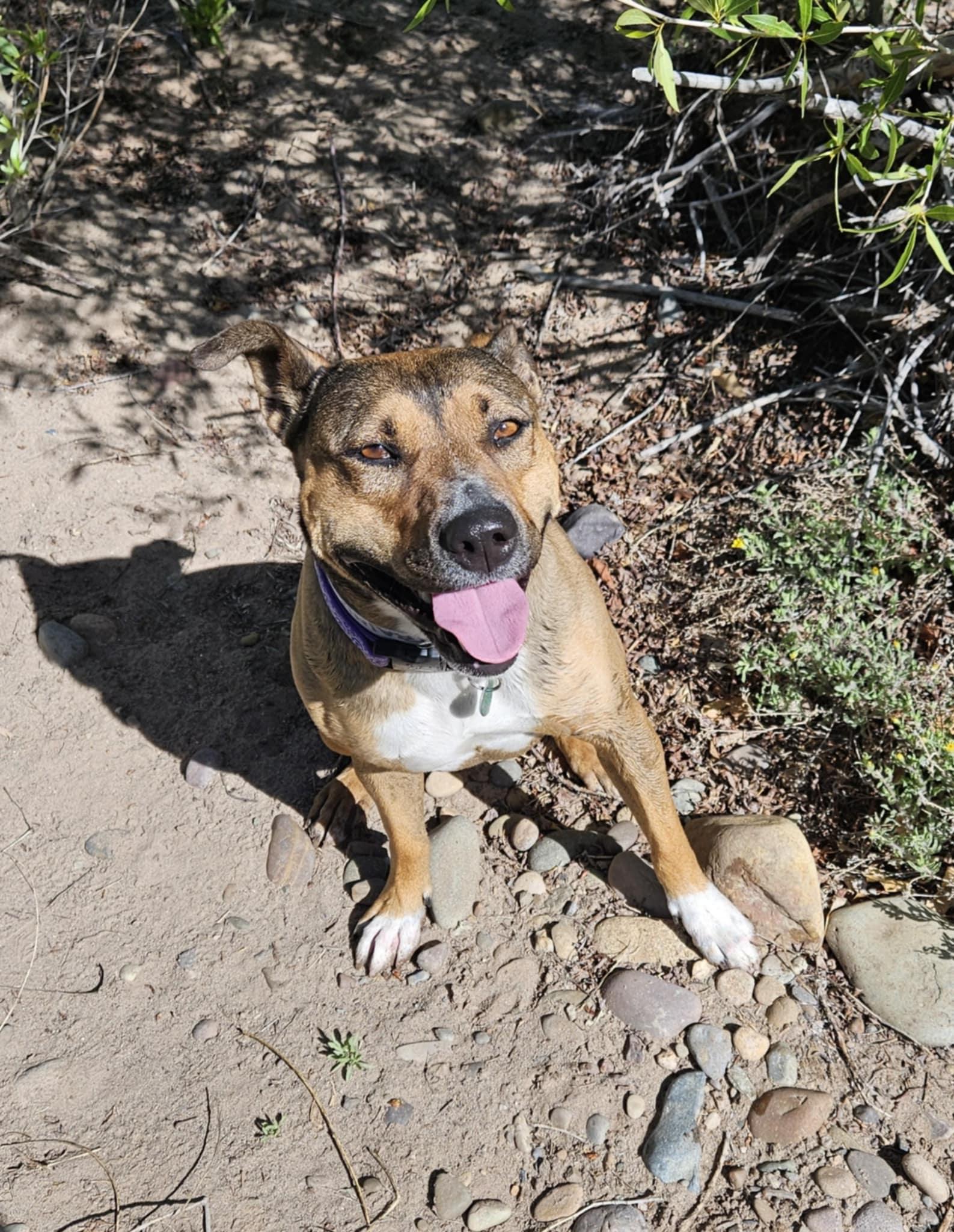 Molly, an adoptable American Staffordshire Terrier in Nucla, CO, 81424 | Photo Image 1