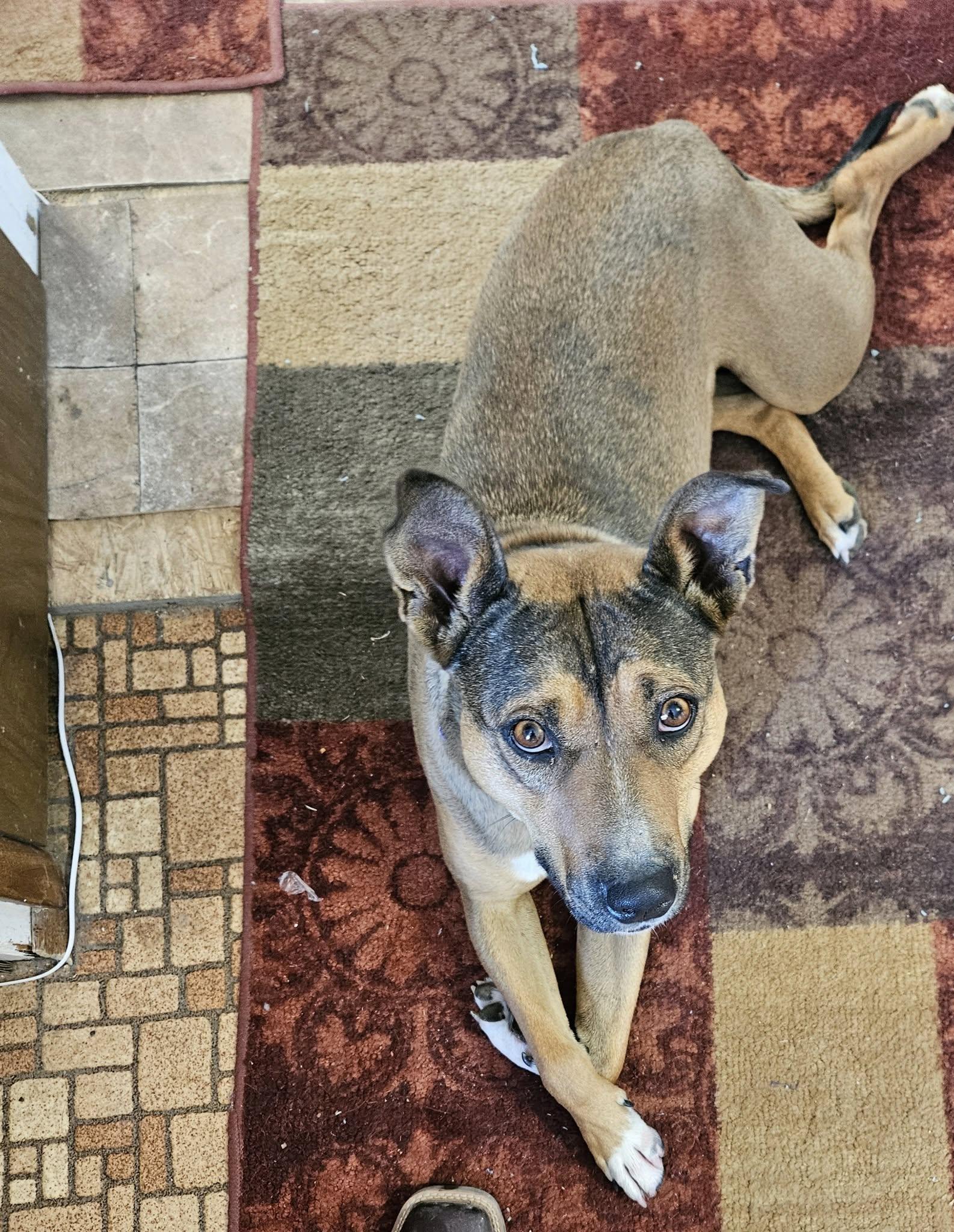 Molly, an adoptable American Staffordshire Terrier in Nucla, CO, 81424 | Photo Image 3