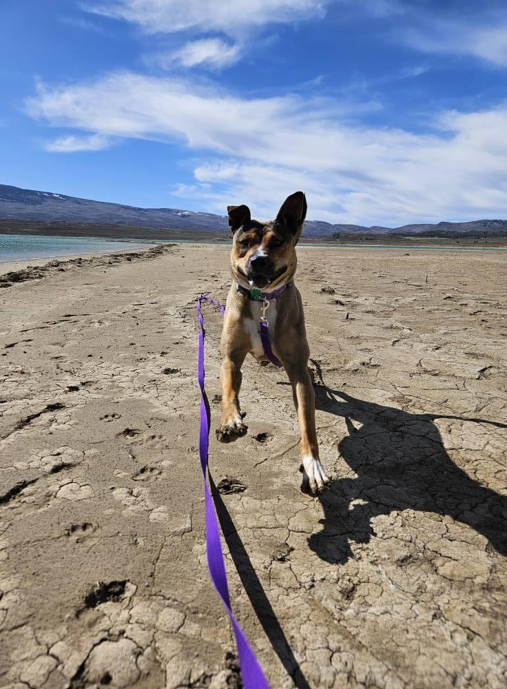 Molly, an adoptable American Staffordshire Terrier in Nucla, CO, 81424 | Photo Image 4