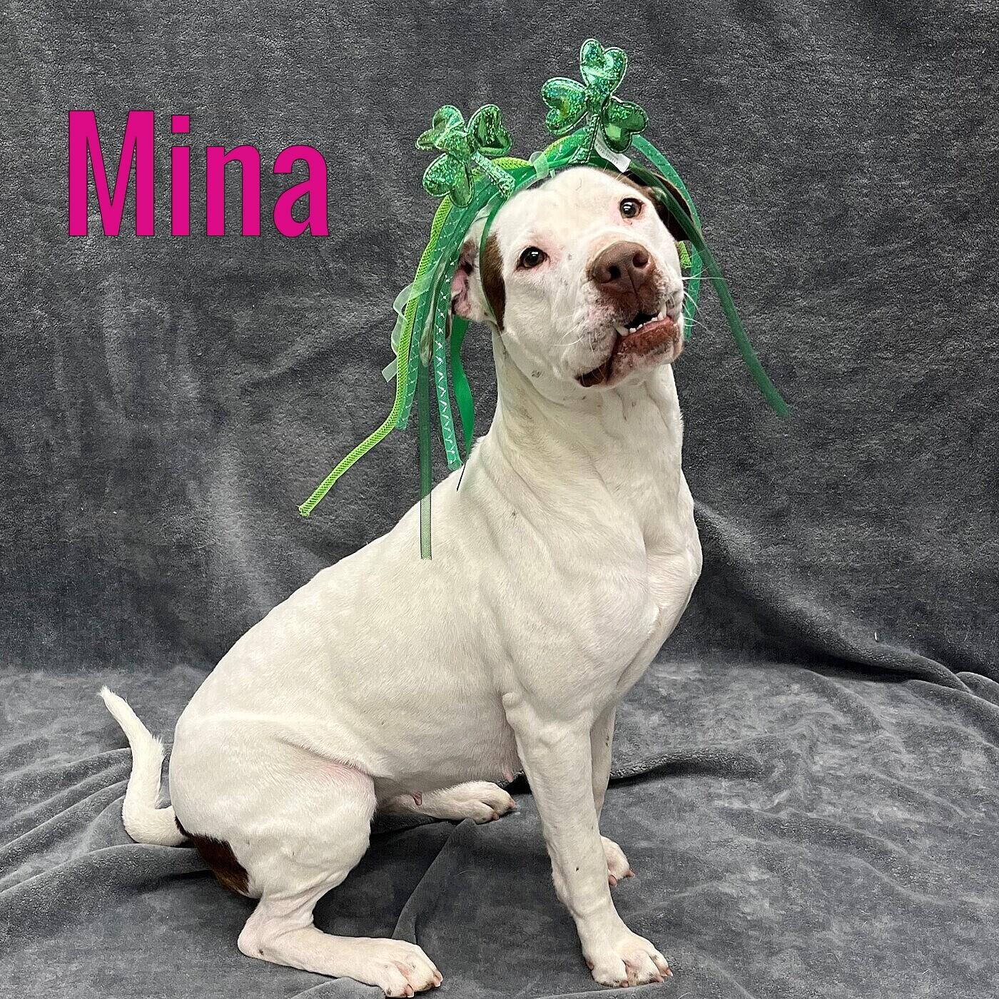 Enlarge Mina, a Adoptable mixed breed in Pleasantville, NJ image 1/1