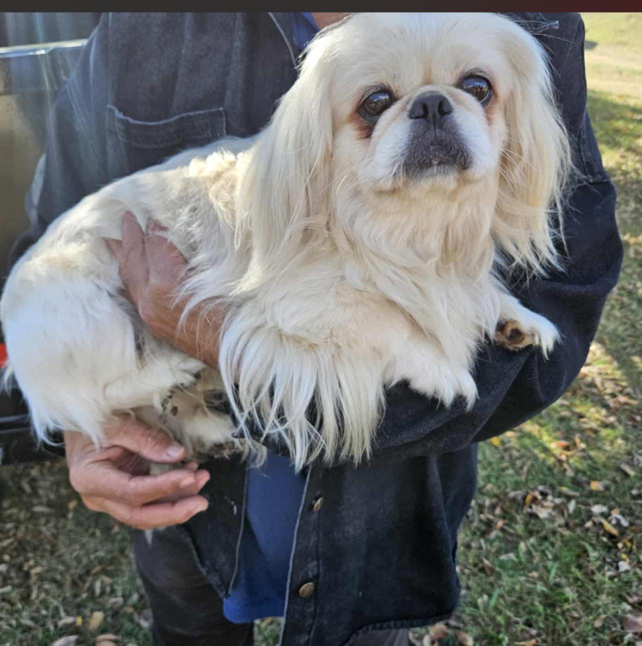 Sir Newton(Nu-Nu), an adopted Pekingese in Dallas, TX image 1/3