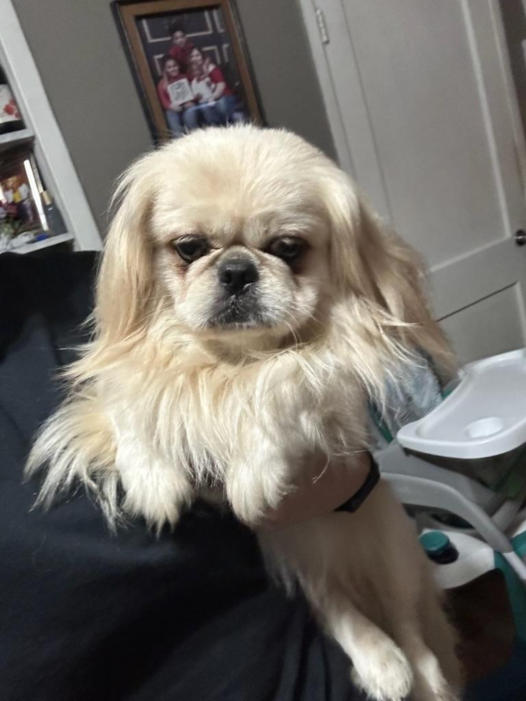 Sir Newton(Nu-Nu), an adopted Pekingese in Dallas, TX image 2/3