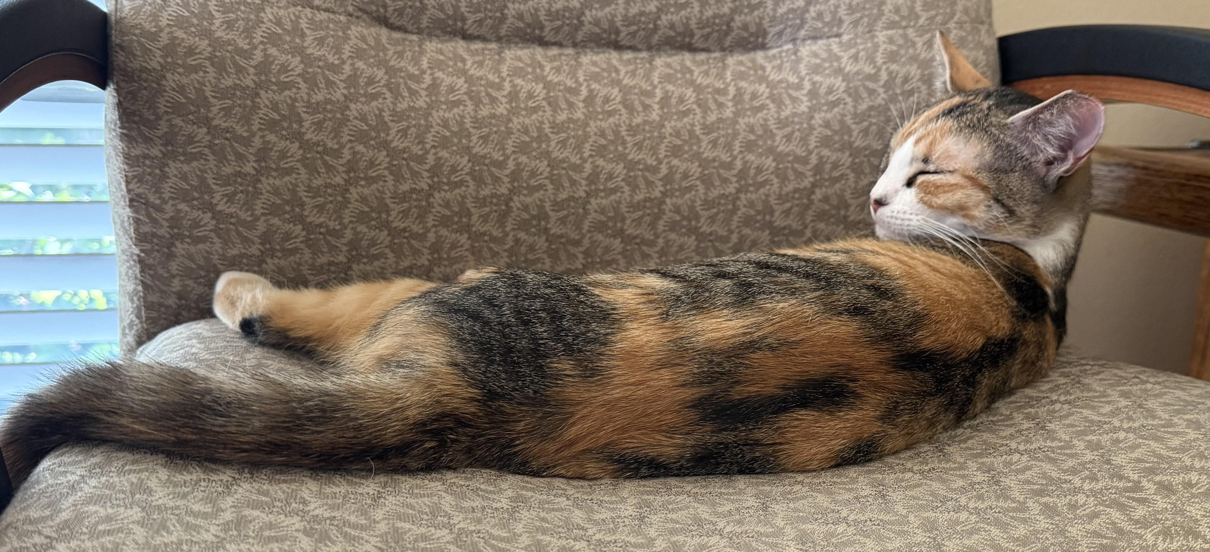 Enlarge Bee, a Adoptable Torbie in DeLand, FL image 4/5