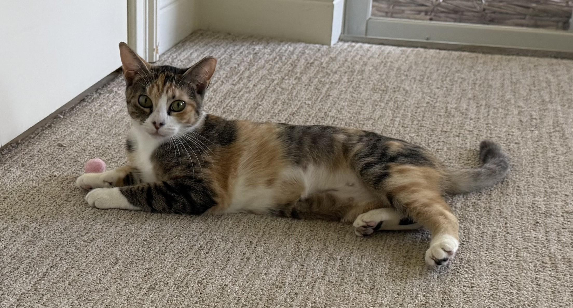 Bee, Adoptable, Young Female Torbie.