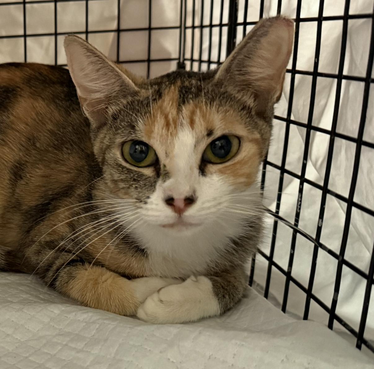 Enlarge Bee, a Adoptable Torbie in DeLand, FL image 3/5