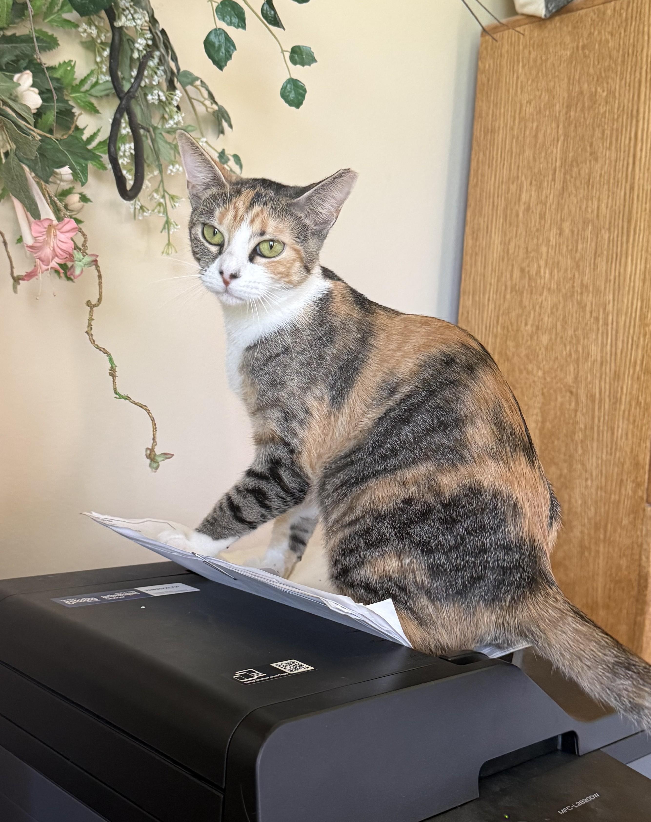 Enlarge Bee, a Adoptable Torbie in DeLand, FL image 2/5
