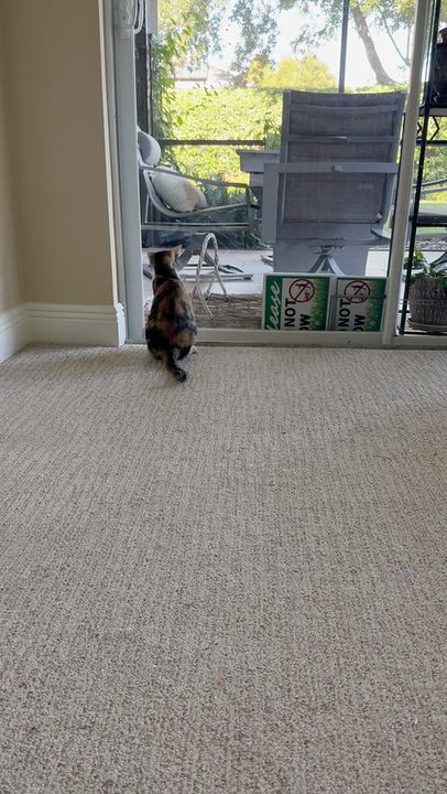 Enlarge Bee, a Adoptable Torbie in DeLand, FL video 5/5