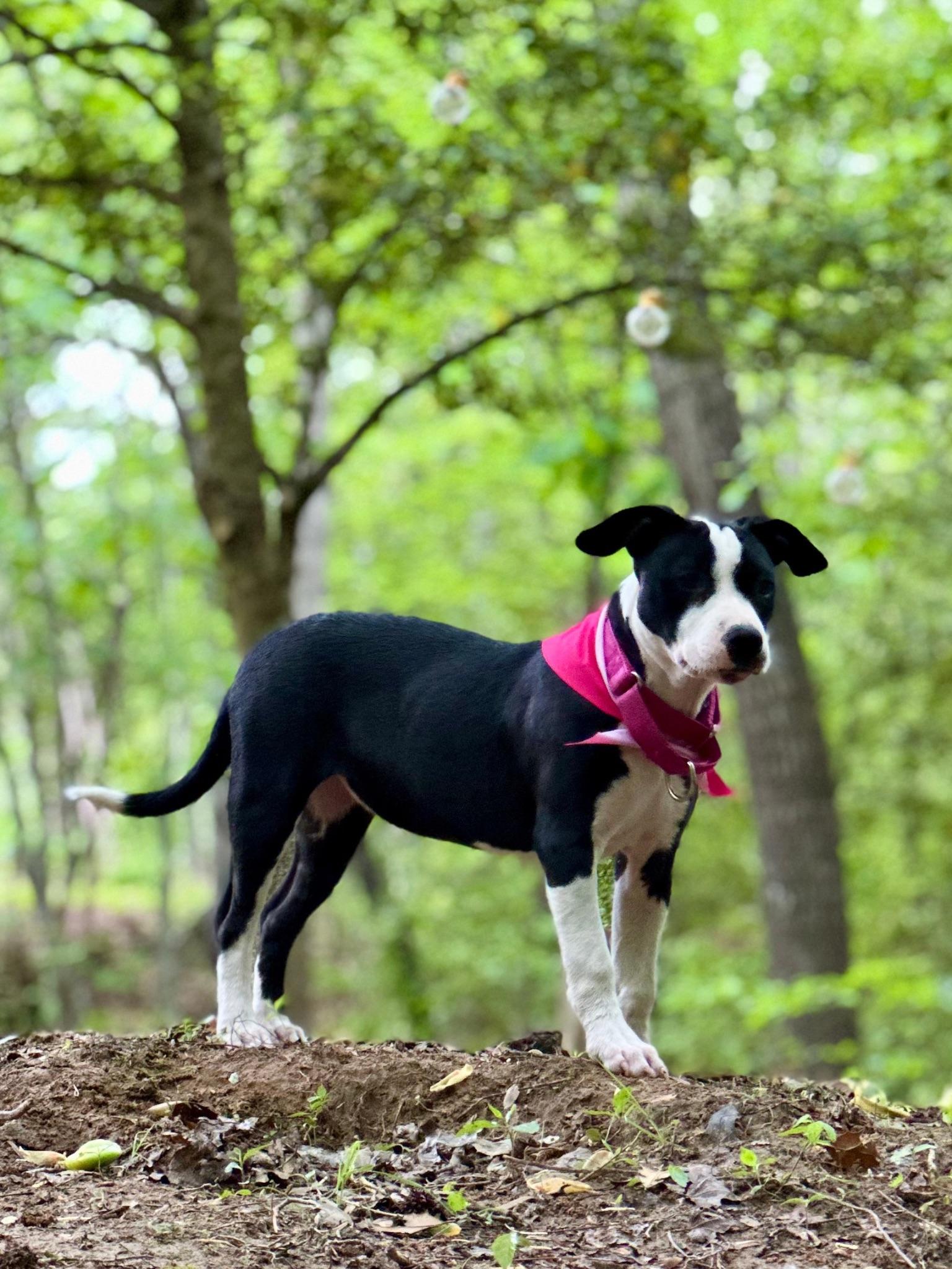Enlarge Trooper Girl, a Adopted mixed breed in Catawba, NC image 3/6