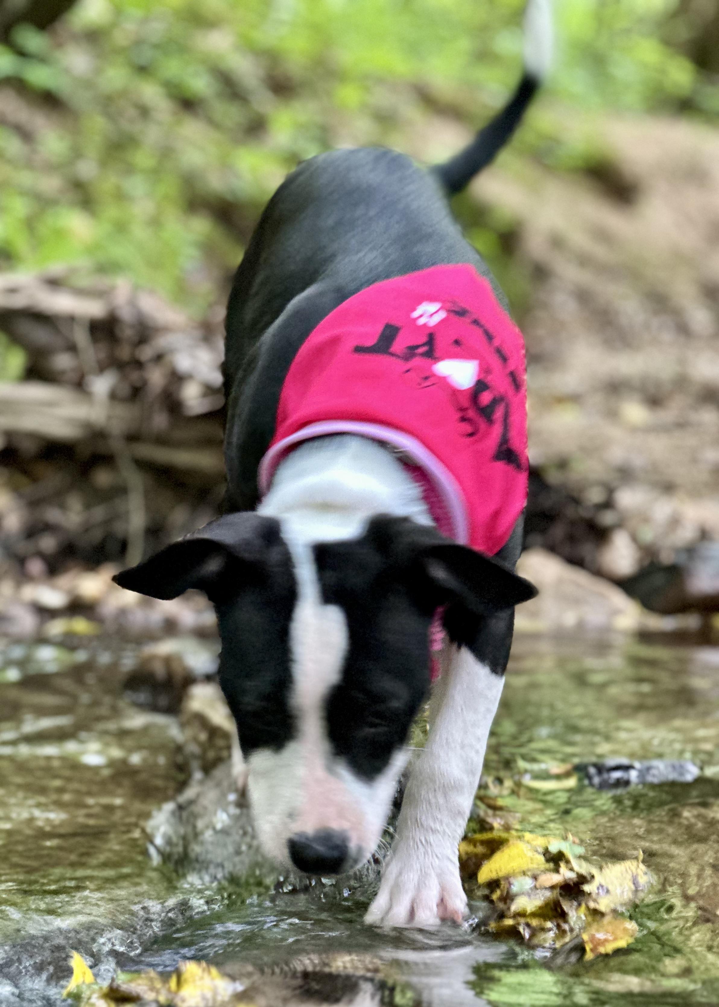 Trooper Girl, Adopted, Puppy Female American Staffordshire Terrier & Bulldog.
