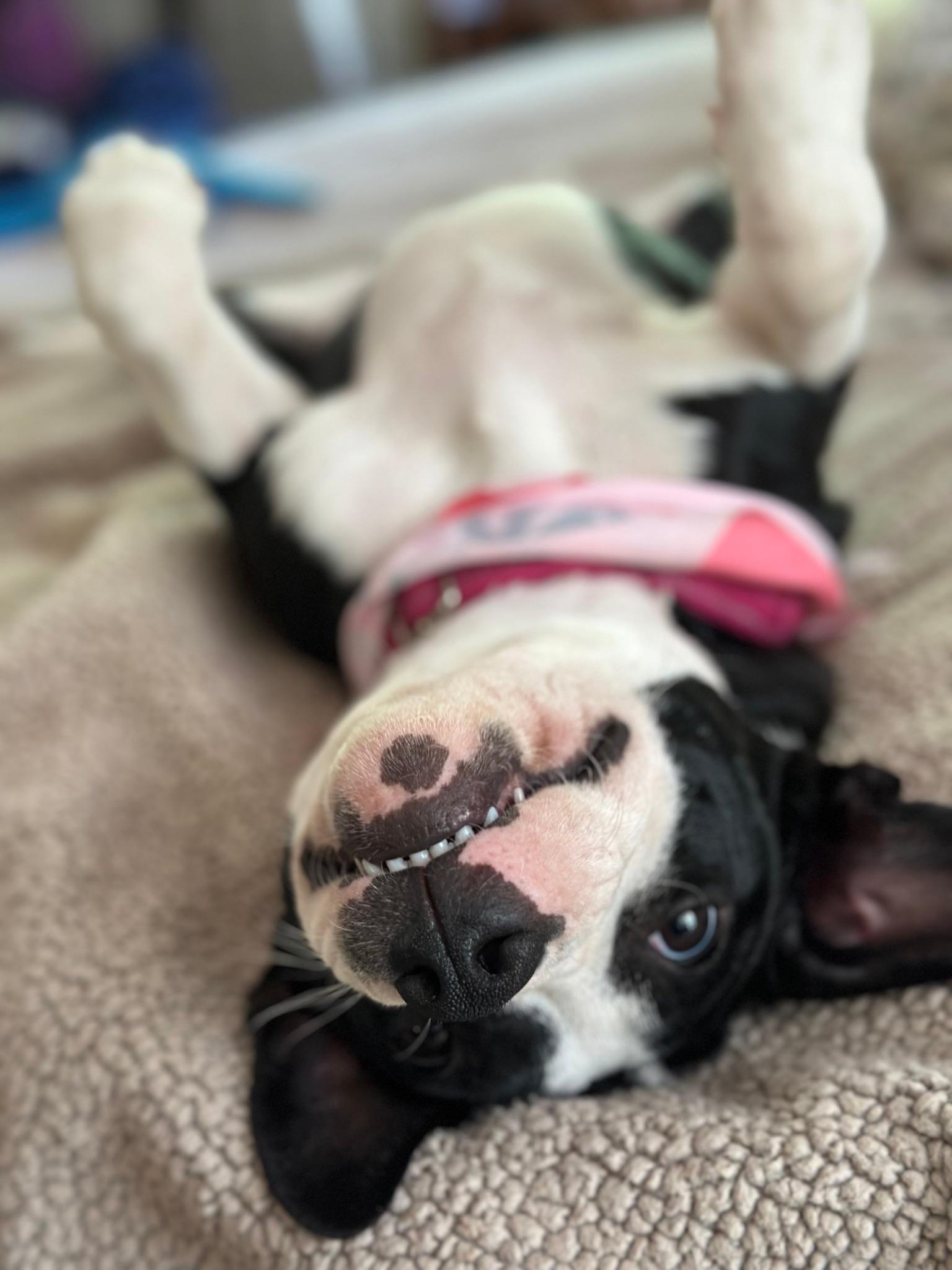 Enlarge Trooper Girl, a Adopted mixed breed in Catawba, NC image 4/6