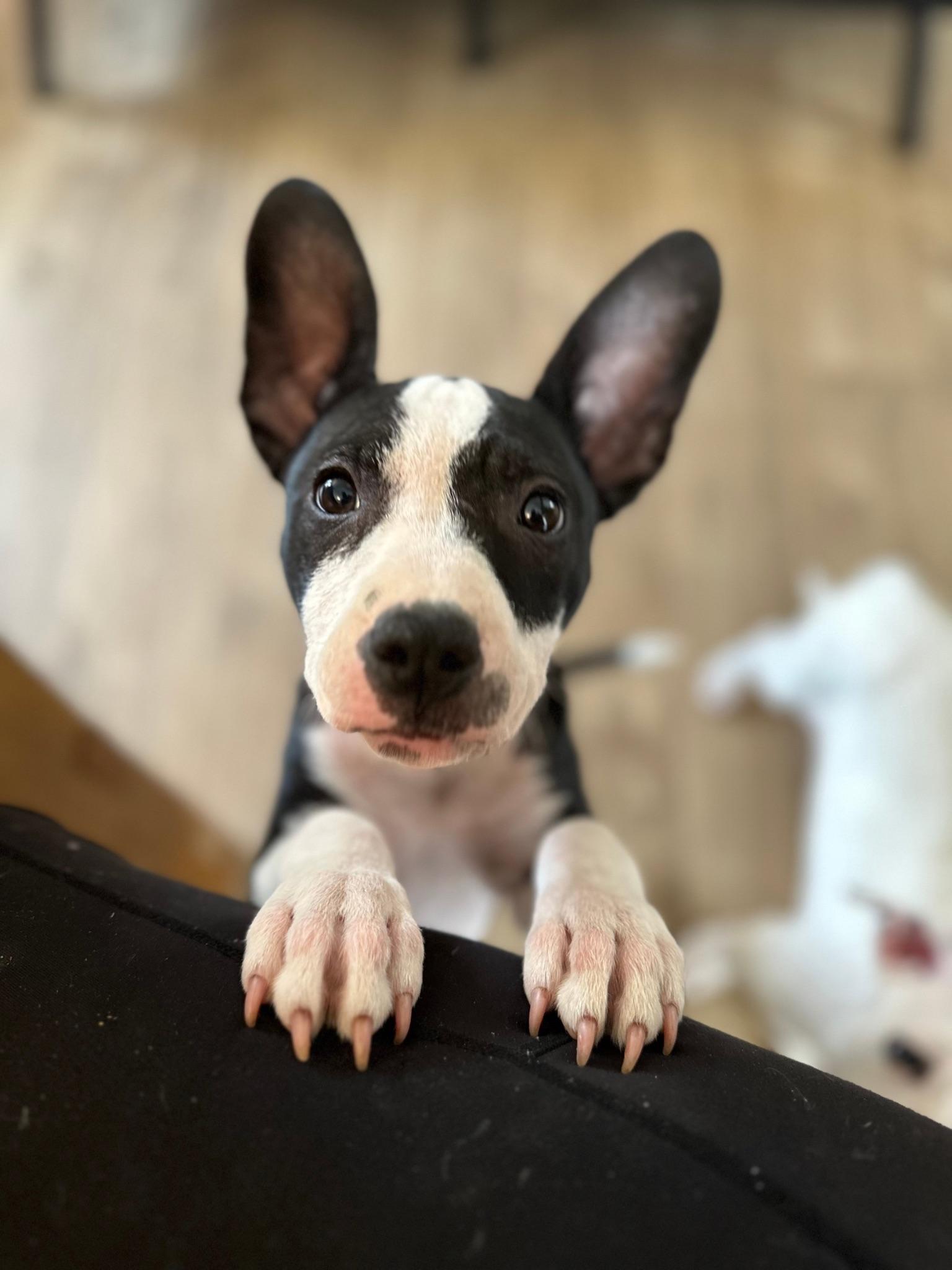 Enlarge Trooper Girl, a Adopted mixed breed in Catawba, NC image 6/6