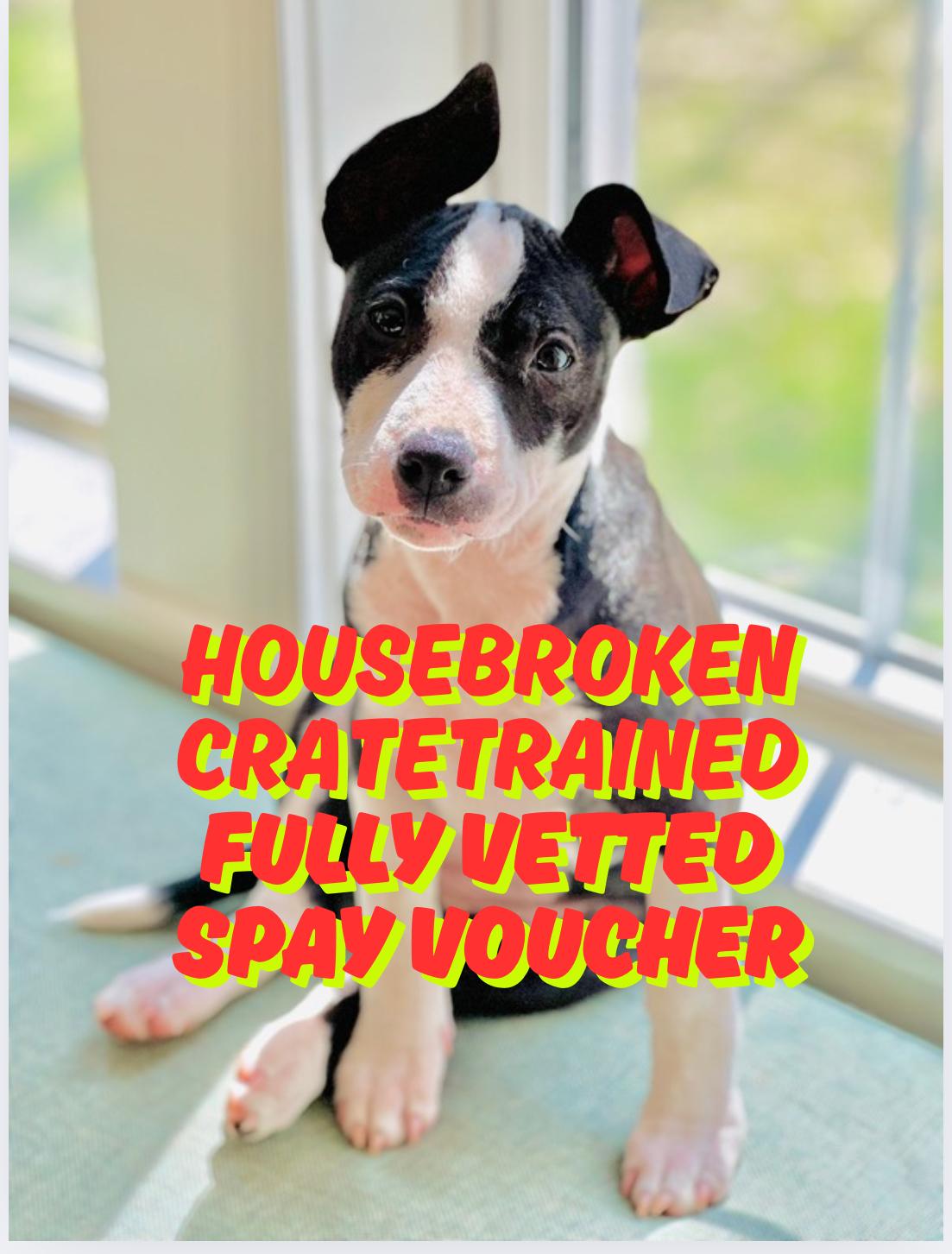 Trooper Girl, Adopted, Puppy Female American Staffordshire Terrier & Bulldog.