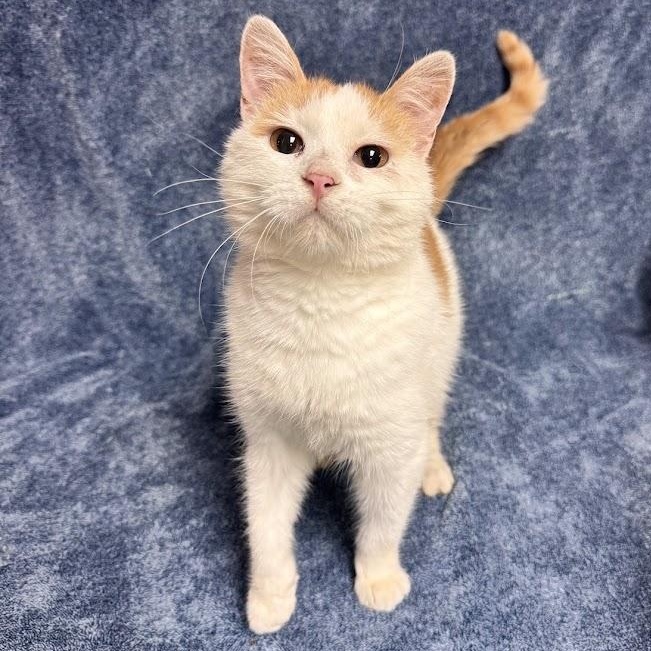 Daz, Adopted, Young Male Domestic Short Hair.