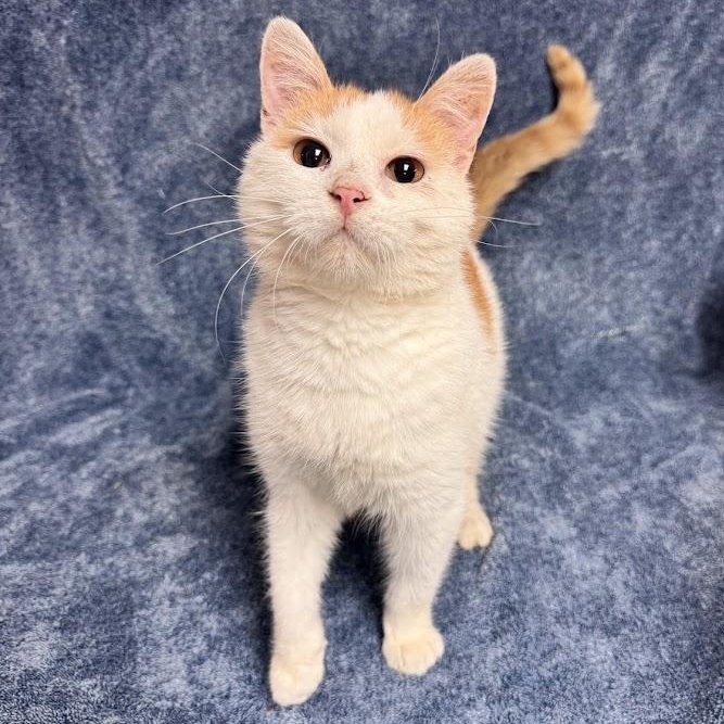 Enlarge Daz, a Adopted Domestic Short Hair in Waterloo, IA image 3/3