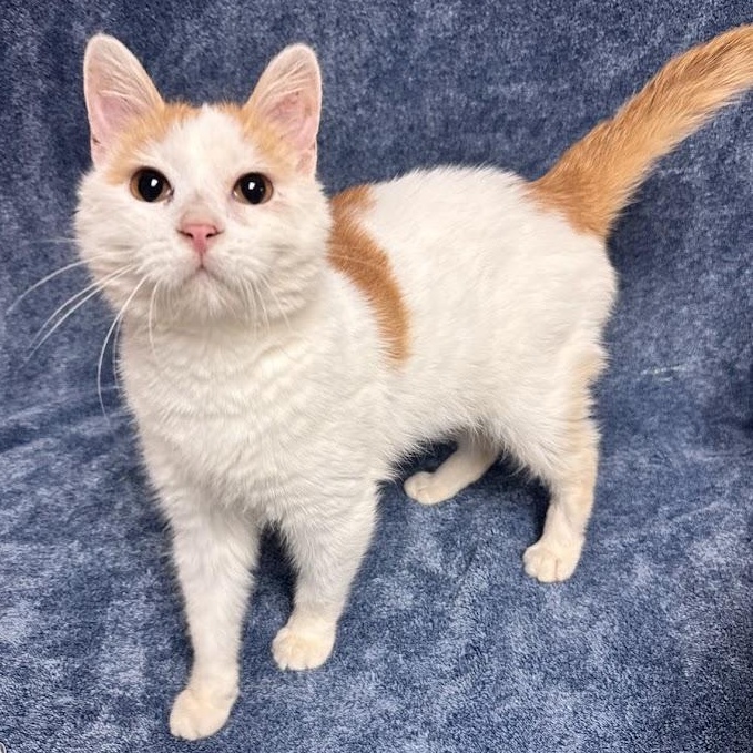 Enlarge Daz, a Adopted Domestic Short Hair in Waterloo, IA image 2/3