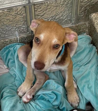Enlarge Kai, a Adoptable mixed breed in Washington, DC image 1/1
