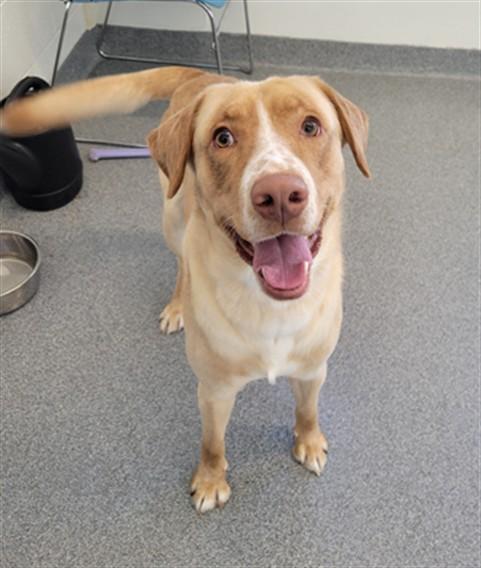 LOUNIE, Adoptable, Young Male Labrador Retriever & Mixed Breed.