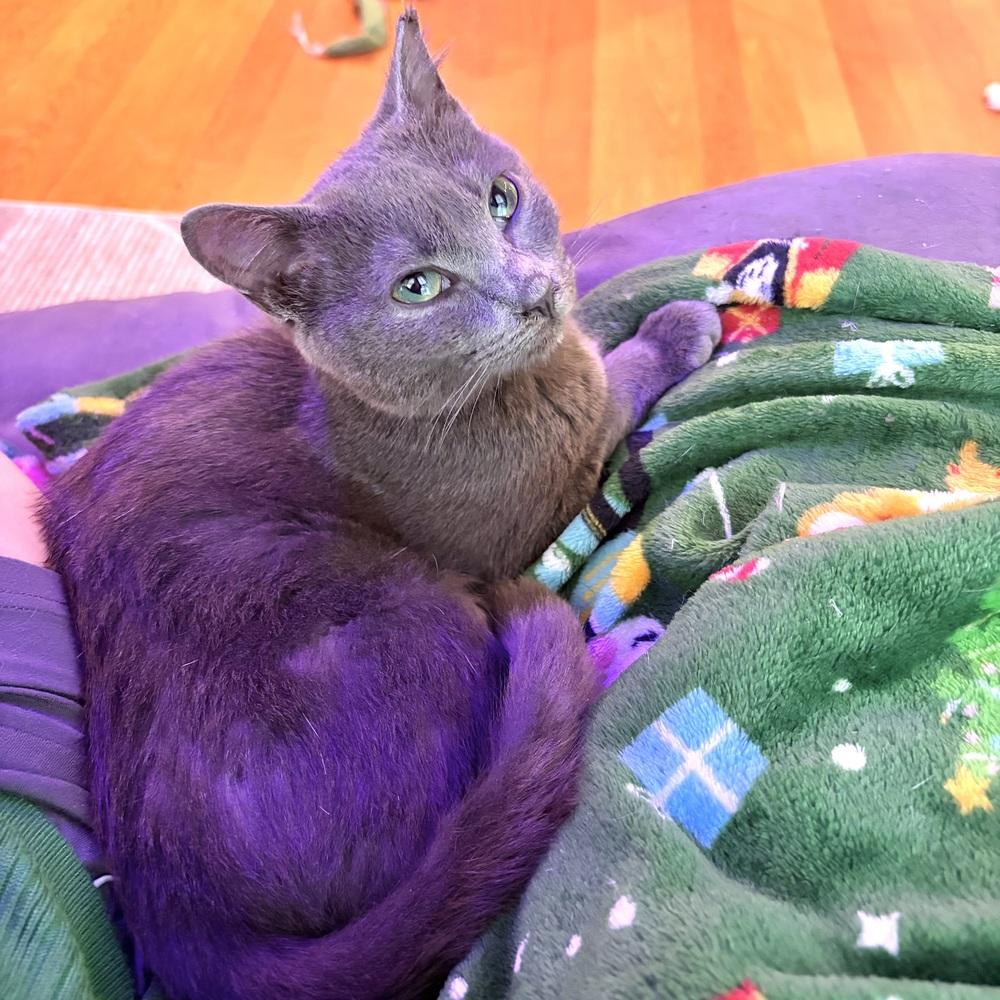 Spike — thumbnail 2