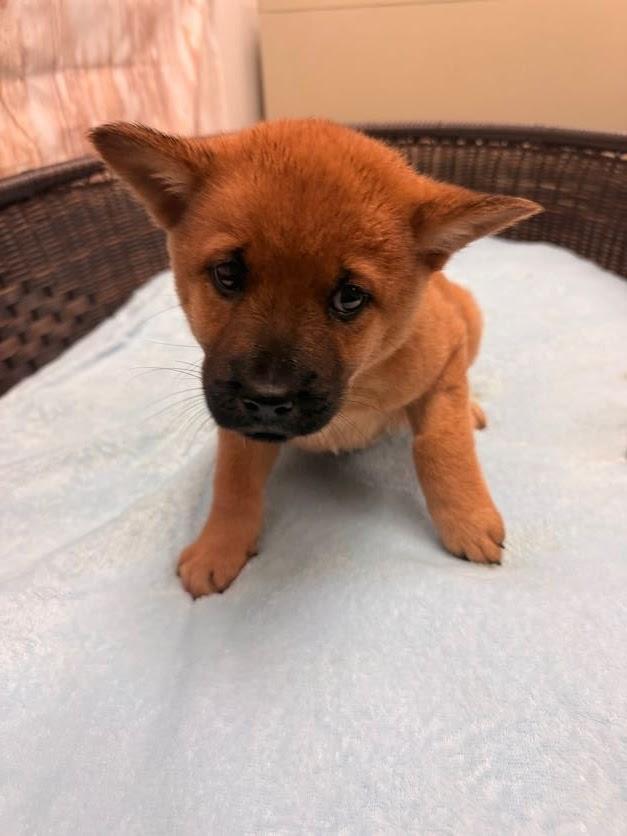 Johanna, Adoptable, Puppy Female Chow Chow & Cattle Dog.