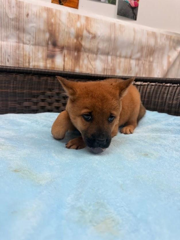 Johanna, a Adoptable mixed breed in Neillsville, WI image 3/3