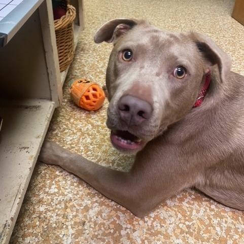 Hanna, Adoptable, Adult Female Weimaraner & Pit Bull Terrier.