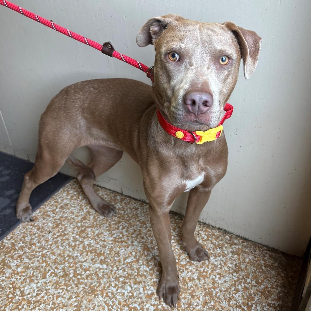 Enlarge Hanna, a Adoptable mixed breed in Chehalis, WA image 1/1