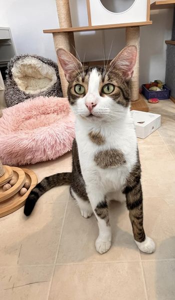 Enlarge KELLY, a Adopted Domestic Short Hair in Clearwater, FL image 1/4