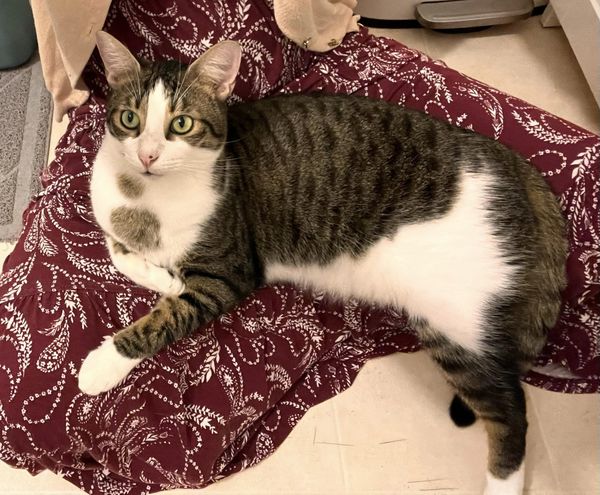 Enlarge KELLY, a Adopted Domestic Short Hair in Clearwater, FL image 3/4