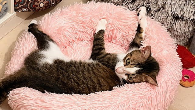 Enlarge KELLY, a Adopted Domestic Short Hair in Clearwater, FL image 2/4