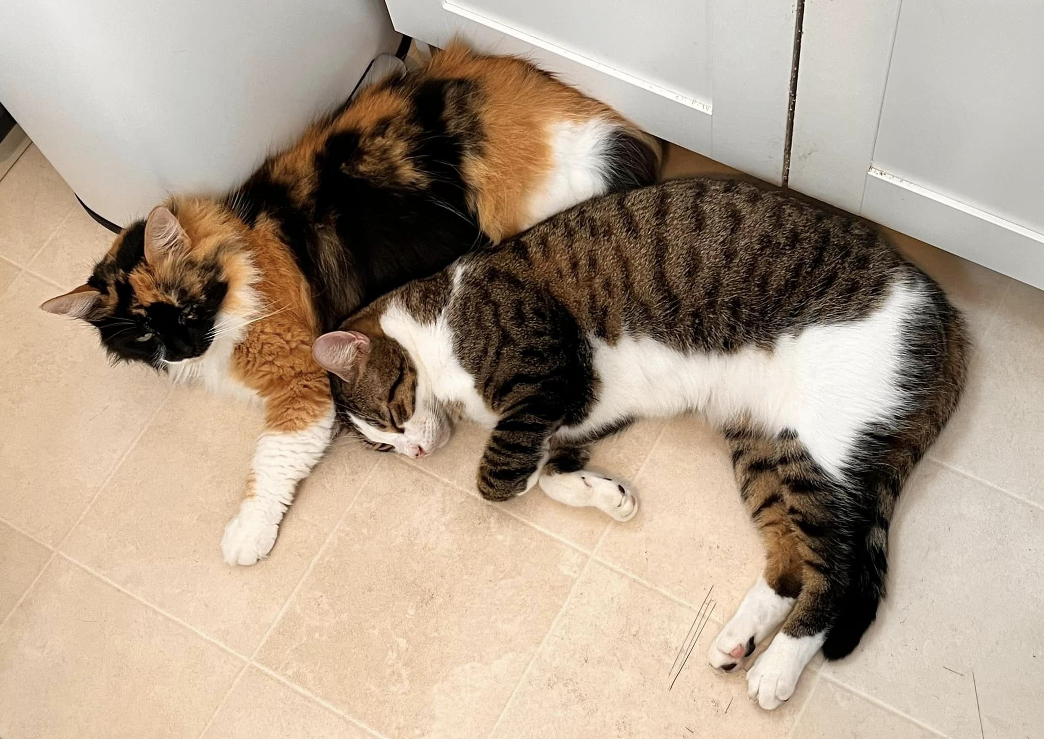 Enlarge KELLY, a Adopted Domestic Short Hair in Clearwater, FL image 4/4