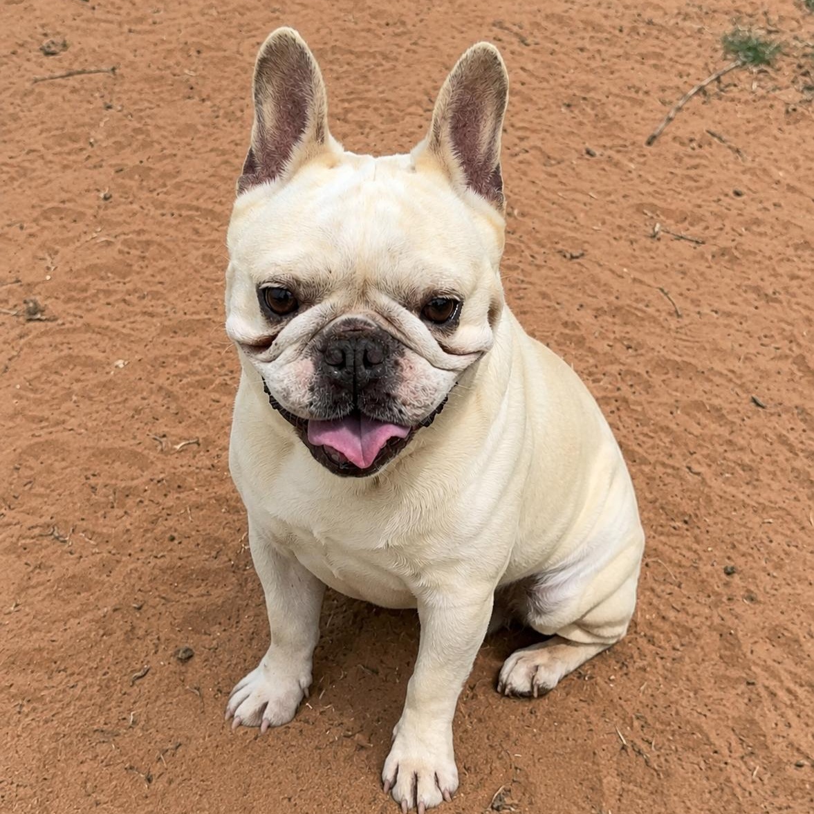 Hercules, ADOPTABLE, Senior Male French Bulldog.