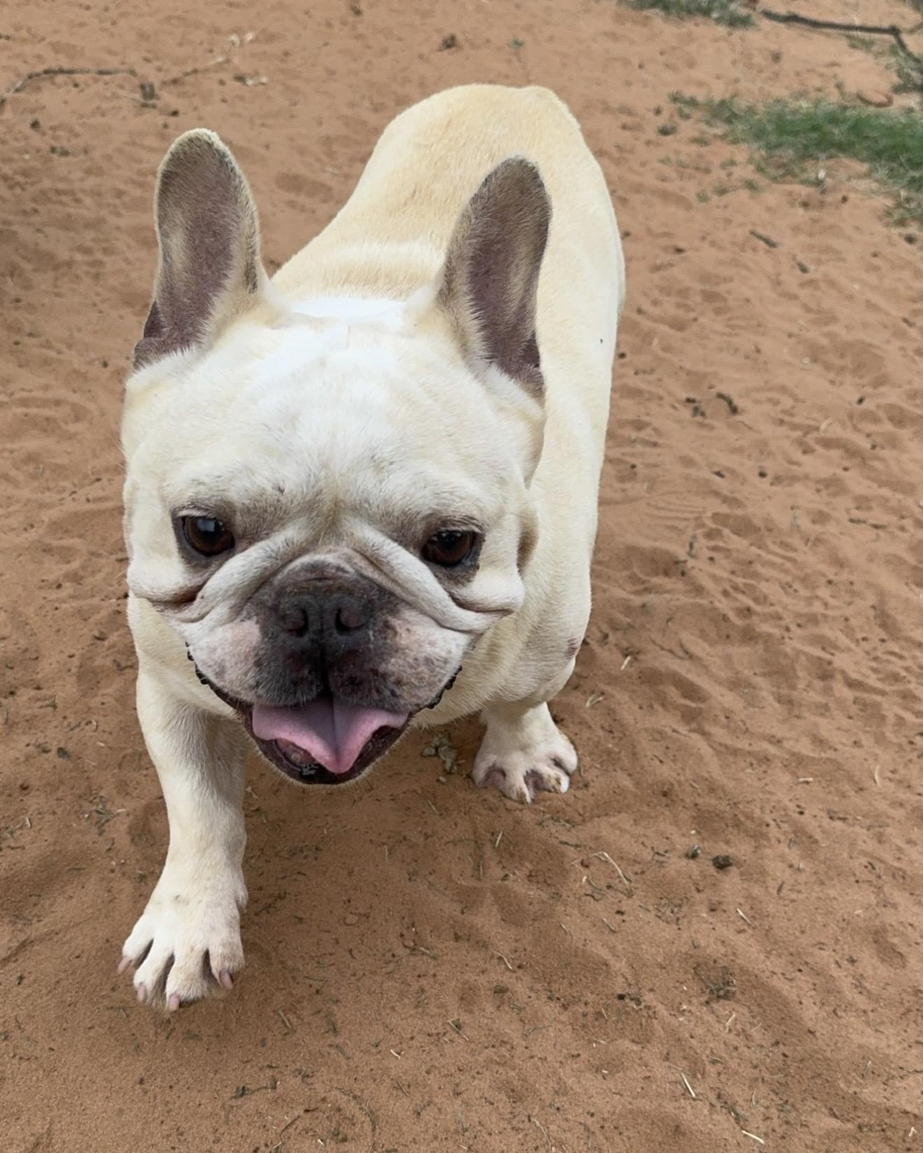 Hercules, a ADOPTABLE French Bulldog in Pelham, NH image 6/6