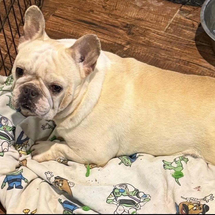 Hercules, a ADOPTABLE French Bulldog in Pelham, NH image 5/6