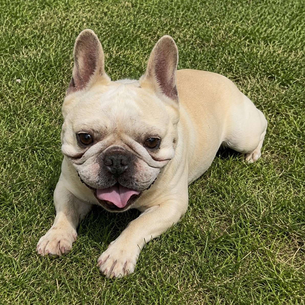 Hercules, a ADOPTABLE French Bulldog in Pelham, NH image 3/6