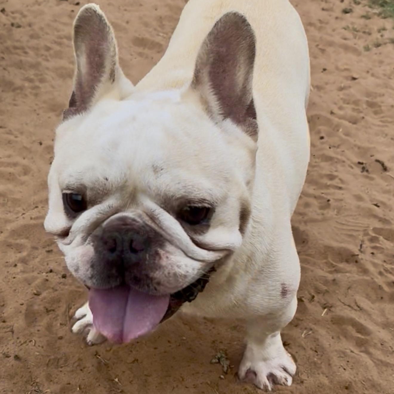 Hercules, a ADOPTABLE French Bulldog in Pelham, NH image 4/6